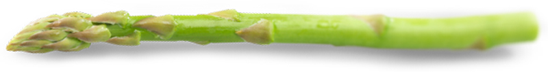 asparagus spear