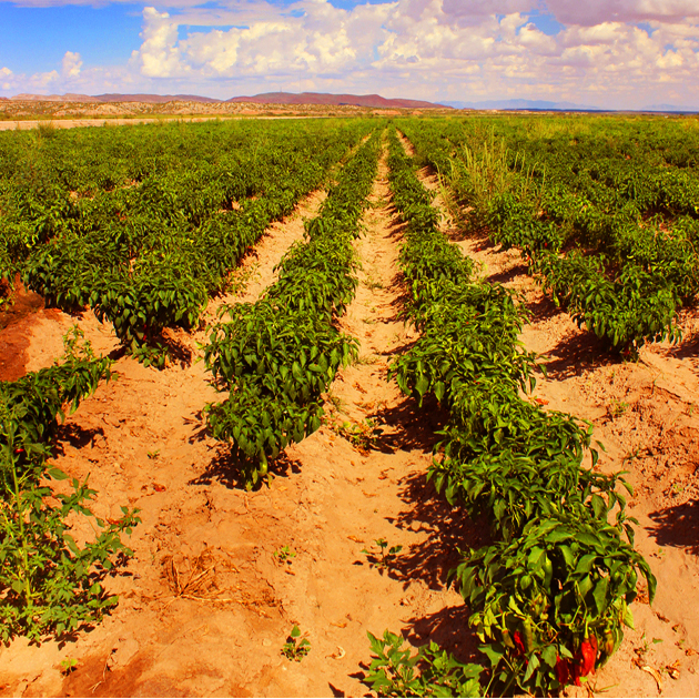 Hatch, New Mexico green chile field taken by Southwest Discovered