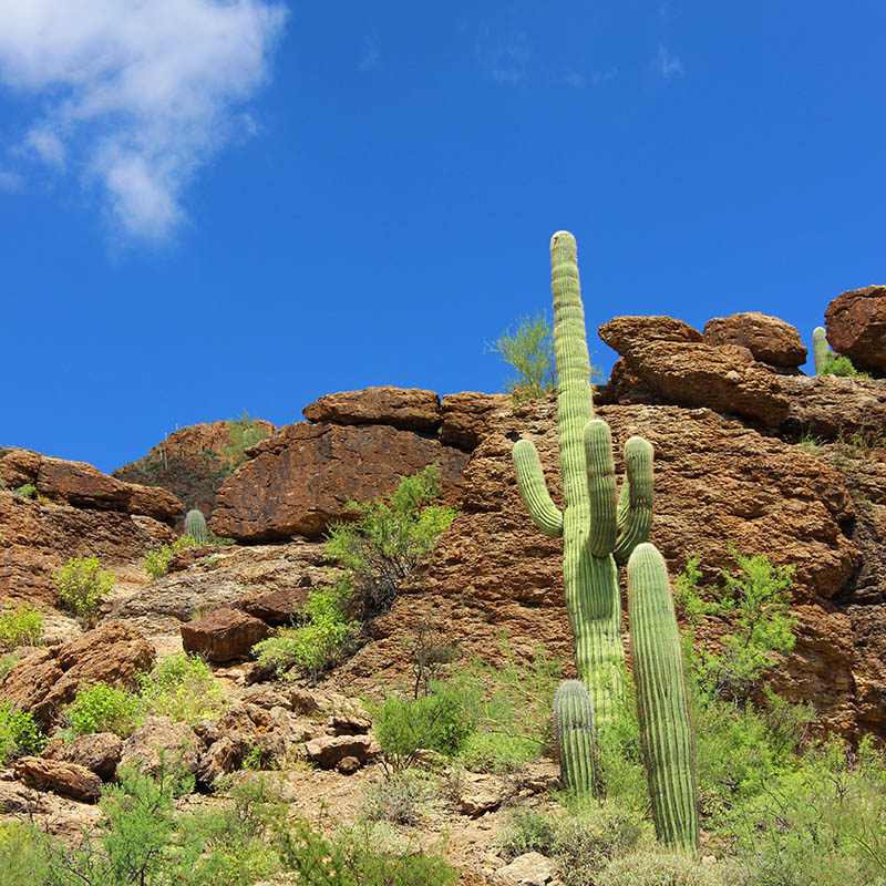 The Family That Hikes Saguaro taken by Southwest Discovered