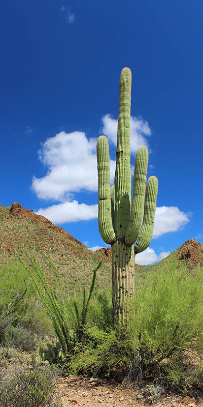 The Stuntman Saguaro taken by Southwest Discovered