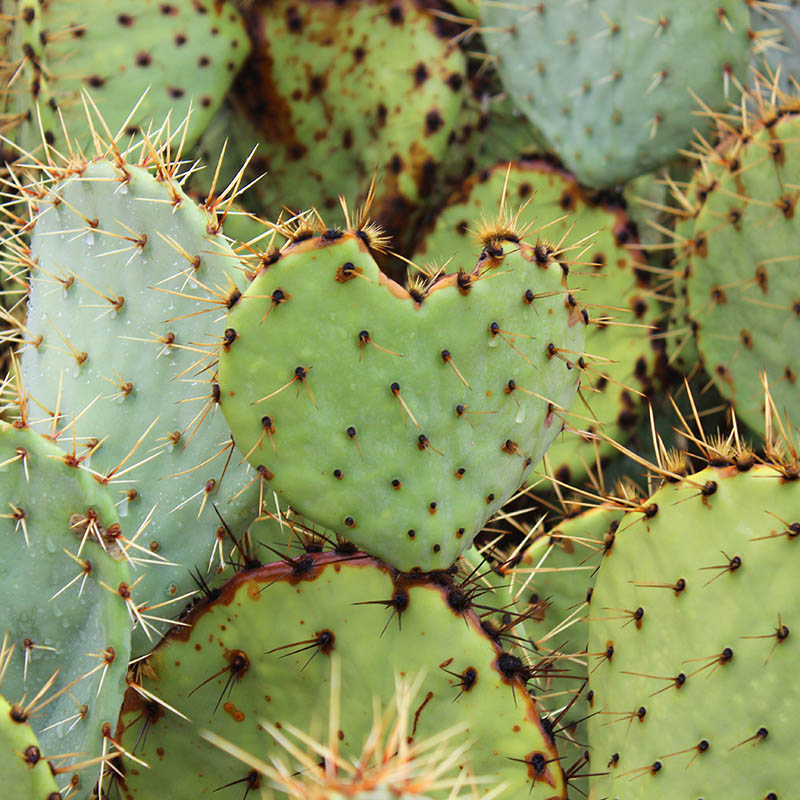 Heart Cactus taken by Southwest Discovered