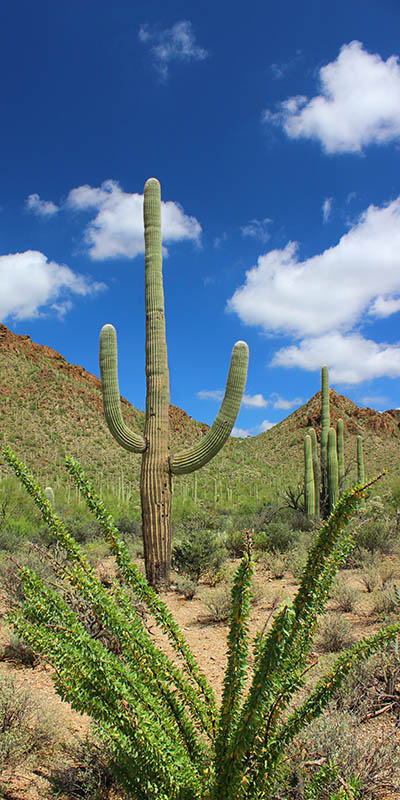 The Welcoming Saguaro taken by Southwest Discovered