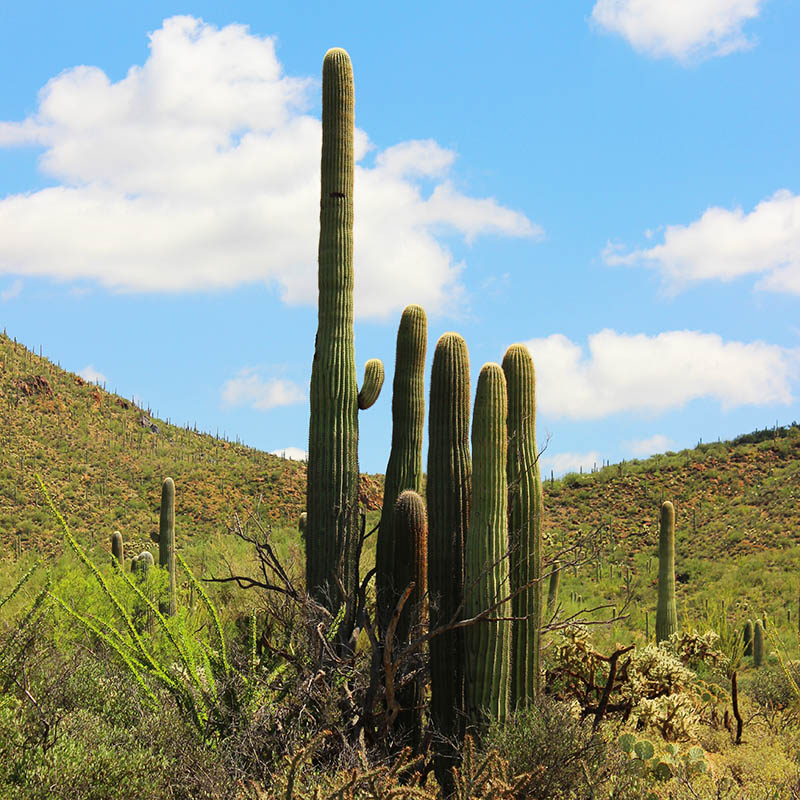 The Storyteller Saguaro taken by Southwest Discovered