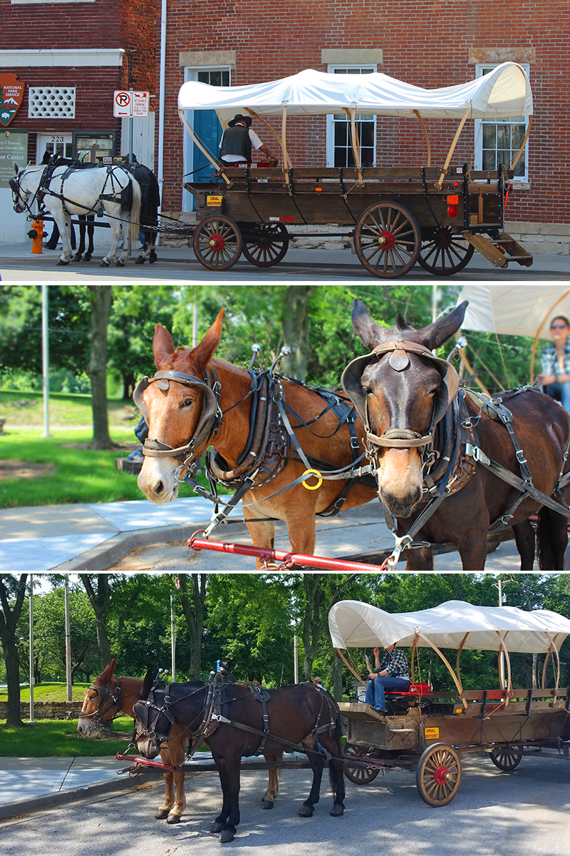 Missouri Mules and Wagons